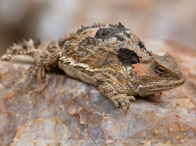 Horned Lizards & Gila Monsters – Ian Adrian Nature Photography